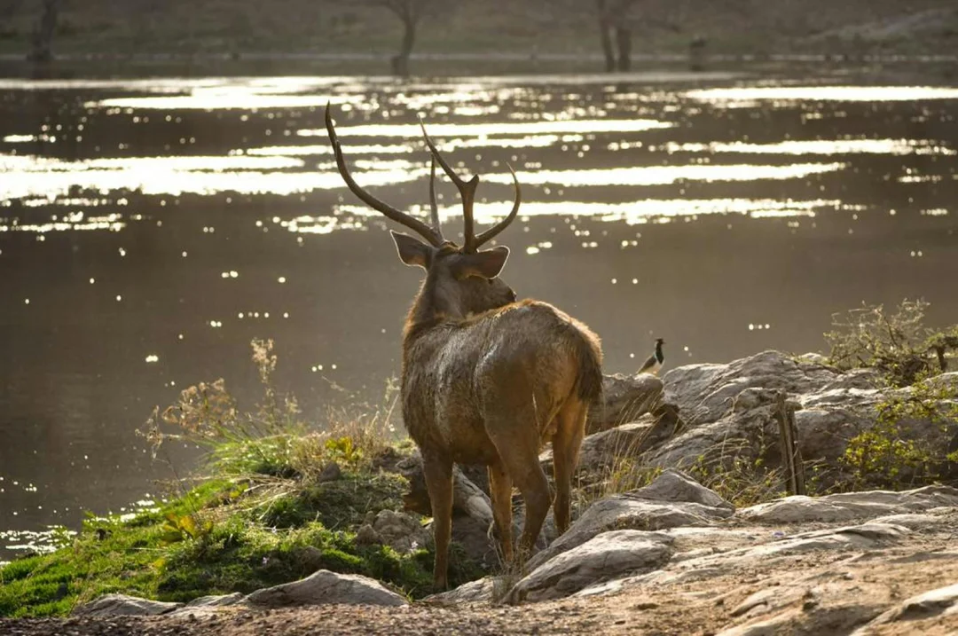 Ranthambore Padam Talao