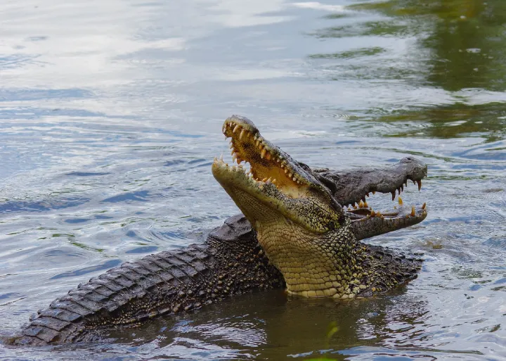 Ranthambore Wild Crocodile