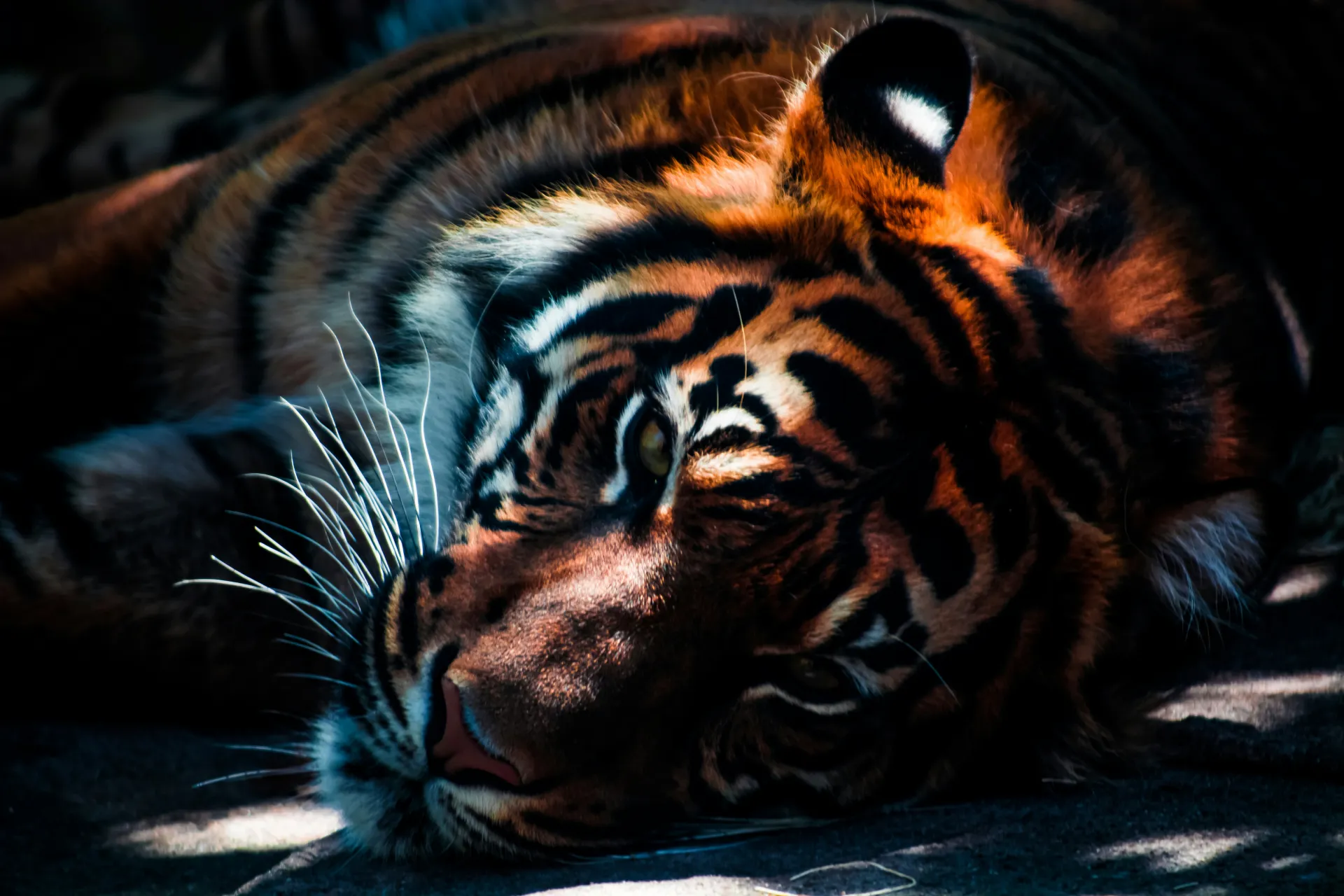 visit-to-ranthambore-hero-banner-img